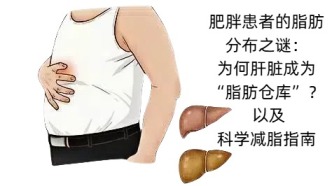 肥胖患者的脂肪分布之謎：為何肝臟成為“脂肪倉庫”？